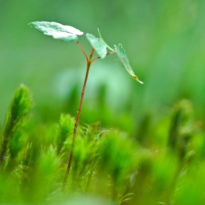 austin-d-sapling-unsplash-1024x678-1-339295-edited