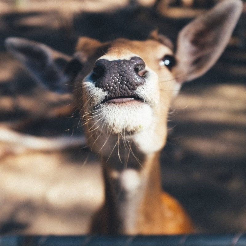 deer-pexels-110758-edited
