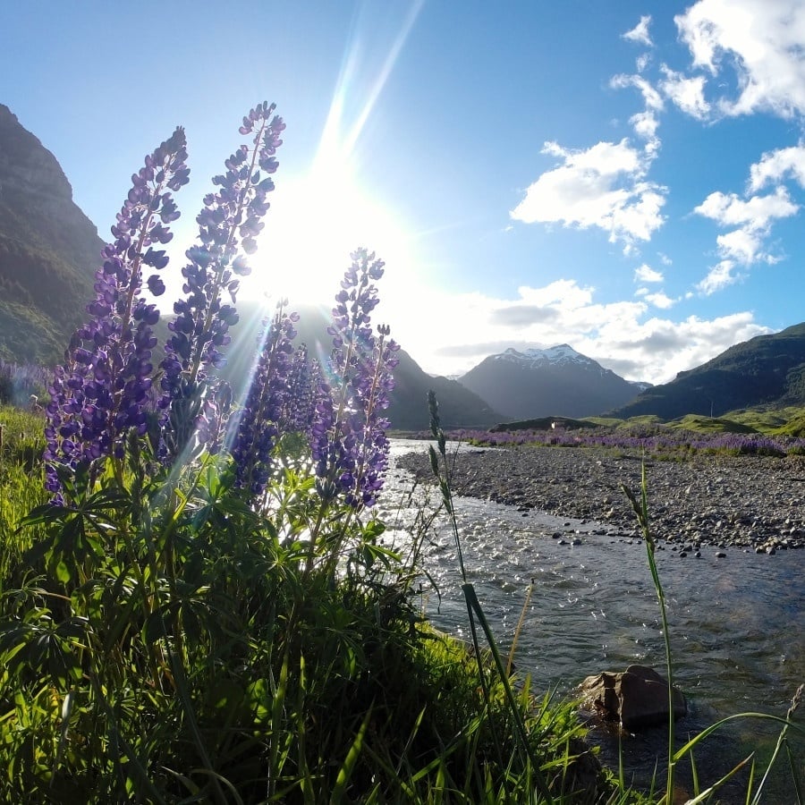 sanne-hilbrich-patagonia-river-flowers-scenic-3-106623-edited