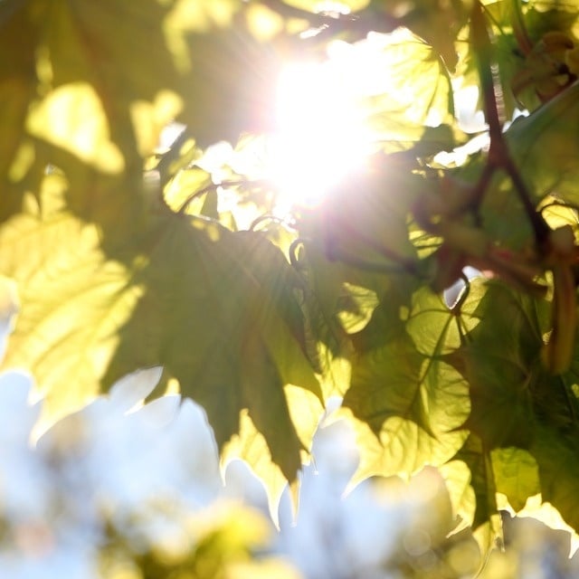 sunlight-leaves-pixabay-1-365552-edited