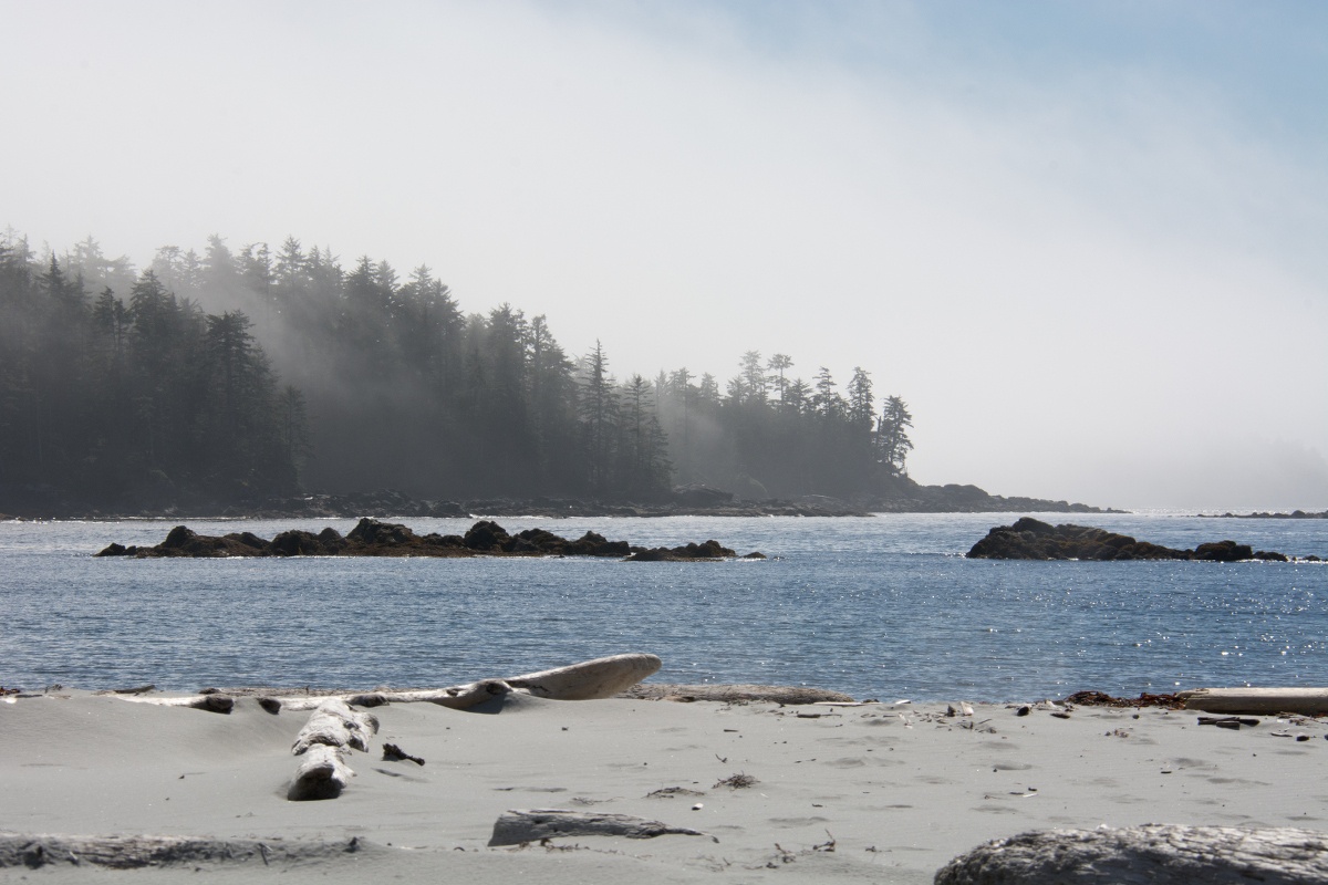 mist wafts over dark trees on a sunny morning on the beach