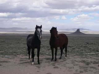 Red_desert