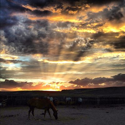 Sunsethorse Sunsethorse