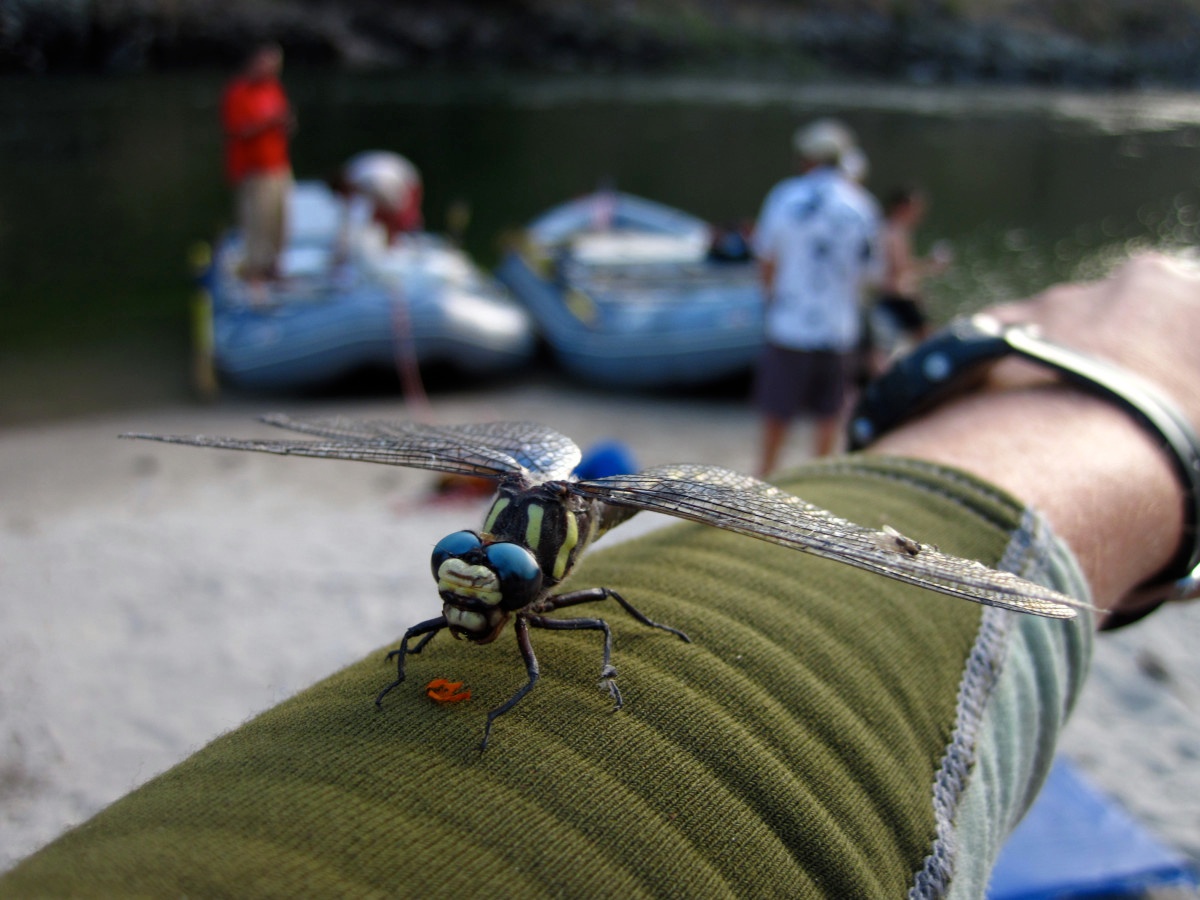Dragonfly on the Salmon River
