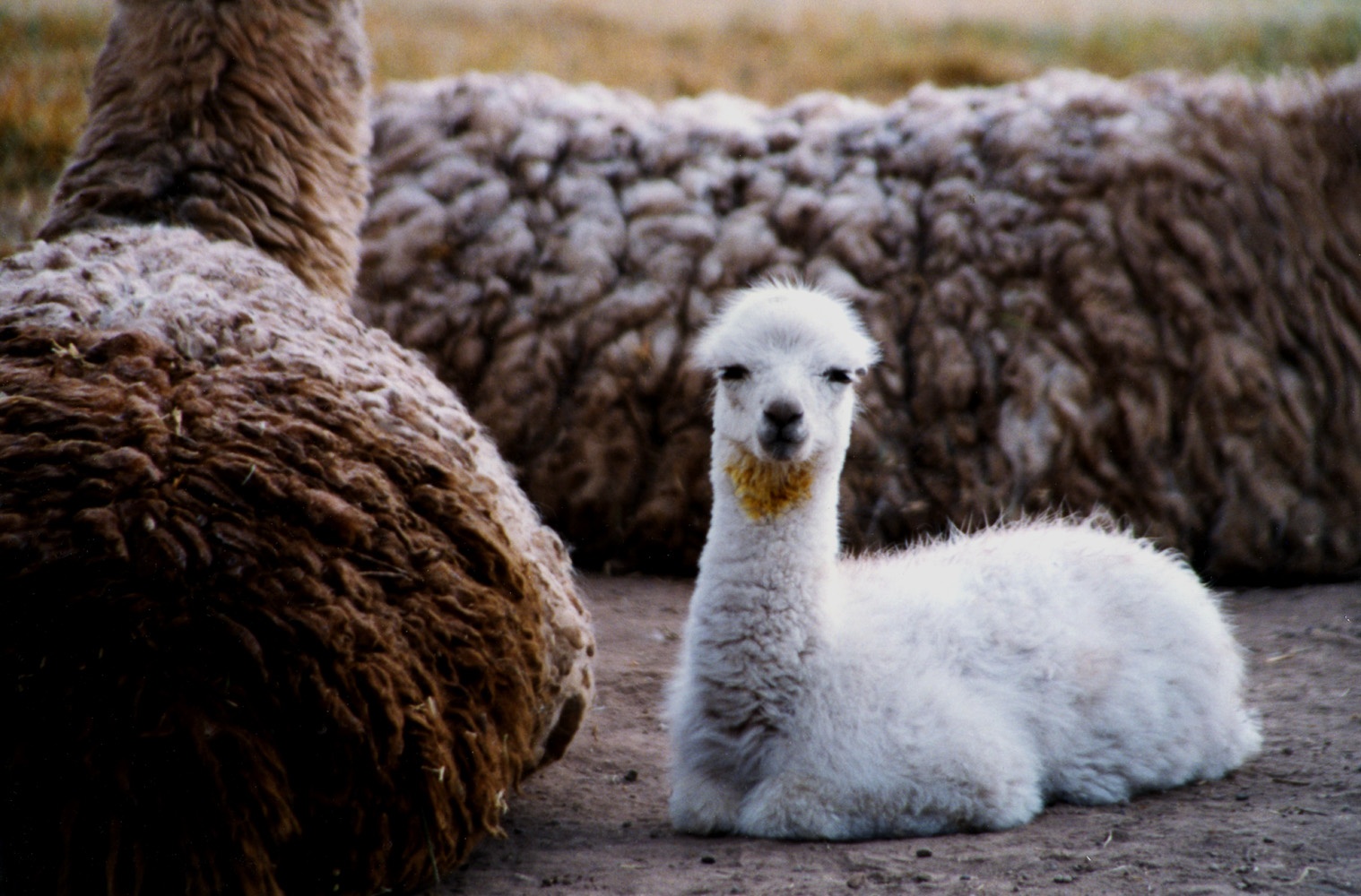 Baby llama