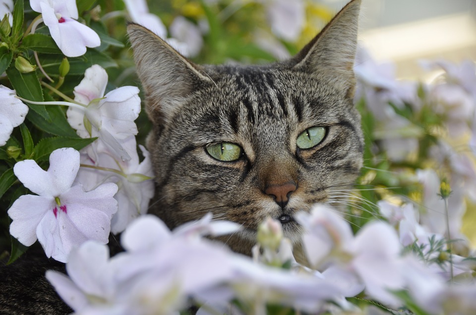 Cat in flowers