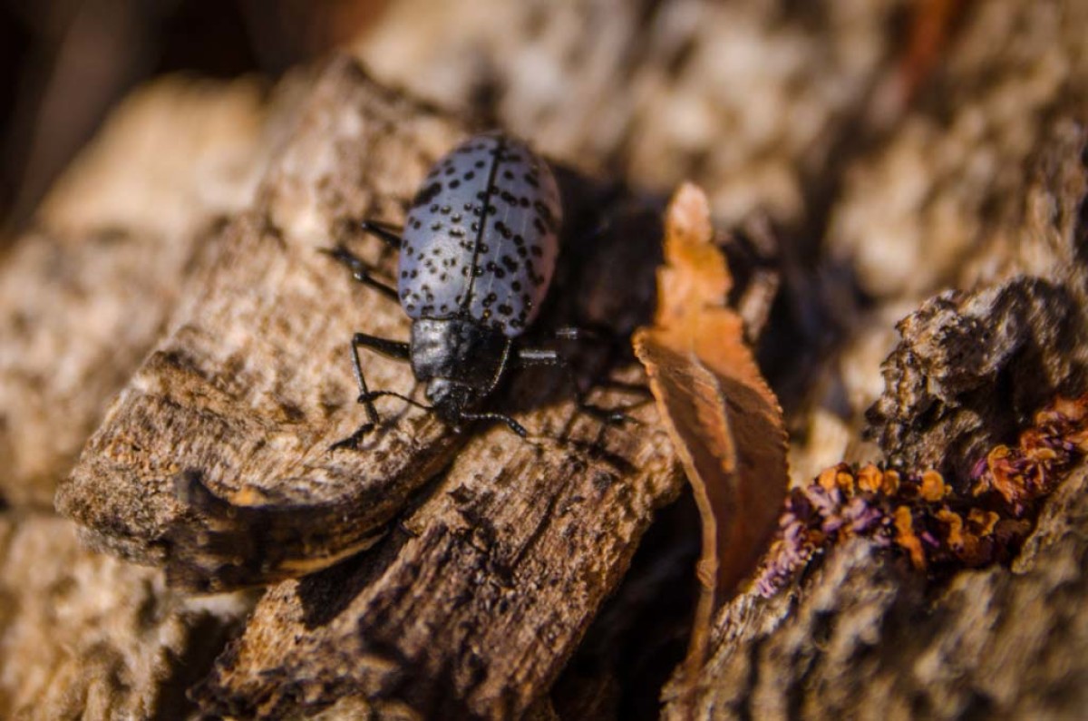 Beetle in the Southwest