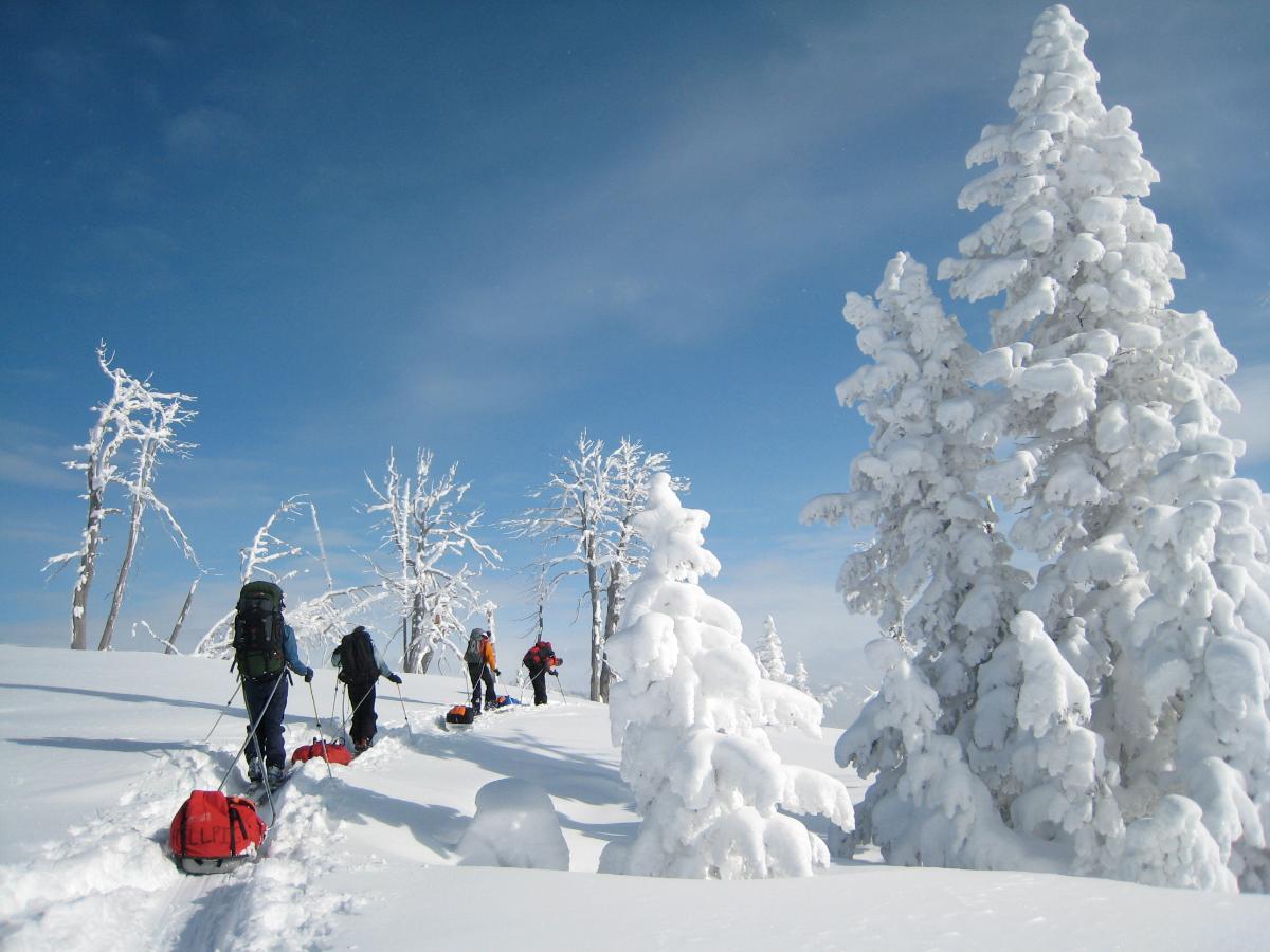 NOLS participants pull sleds while backcountry touring in a winter wonderland in the Rocikes