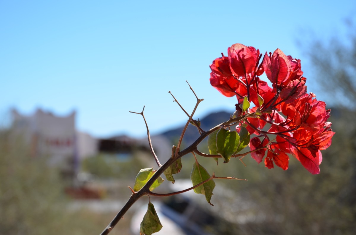 Flowers in Baja, Mexico