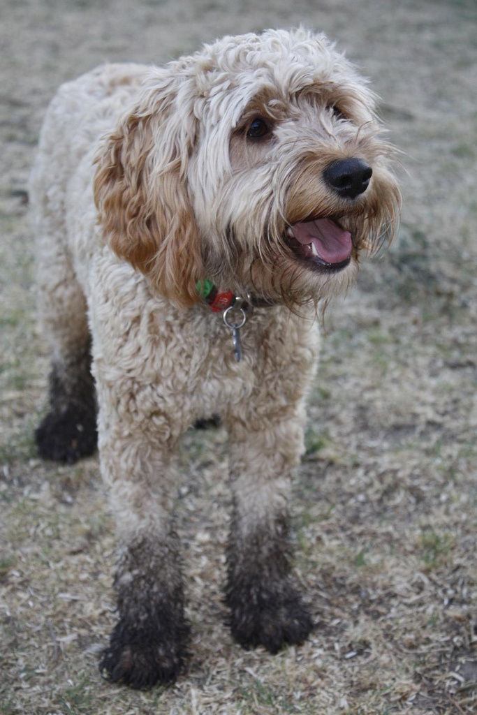 Muddy paws