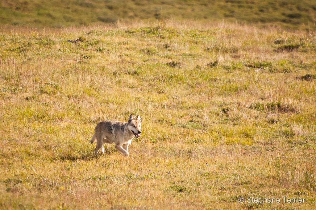 Wolf near camp