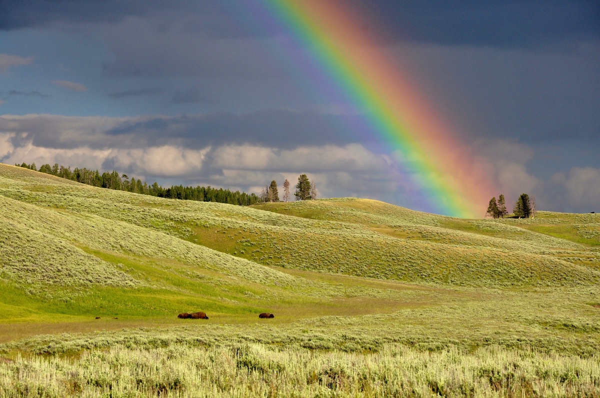 Yellowstone National Park