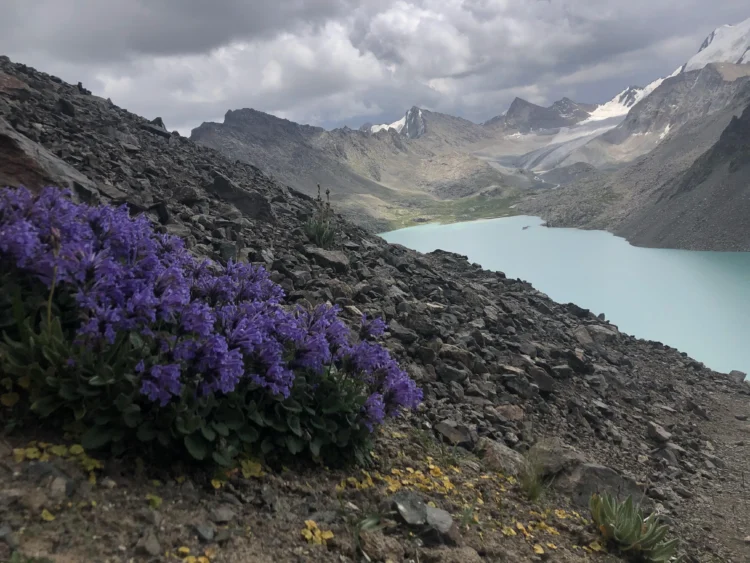 Purple flowers grow on a rocky slope. There is a turquoise lake in the background.