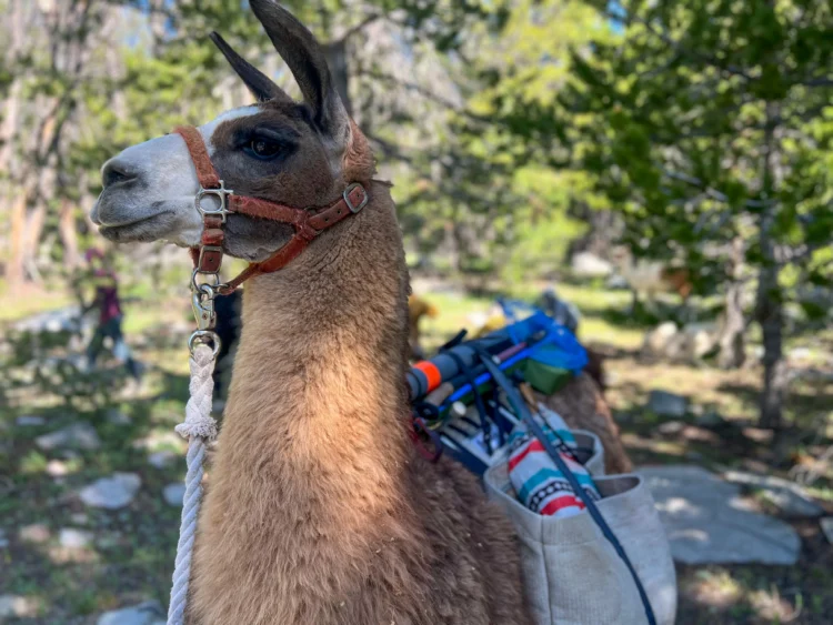 Llama stands tall with saddle bags and trees in the background.
