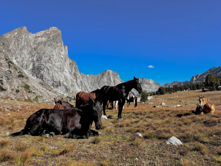 Horses relax on the grass with trees and mountains in the distance.