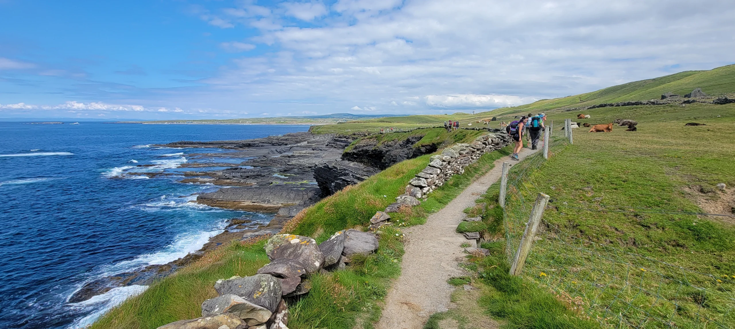 Hikers walk on a path along the coast with the sea to the left and cows in a field to the right