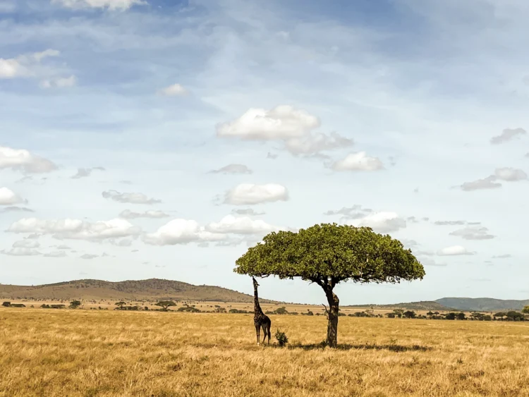 Giraffe stretches its neck to eat from tree in East Africa