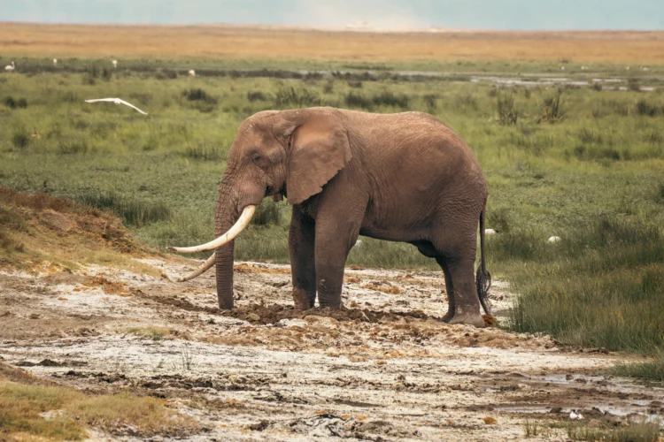 Elephant in East Africa